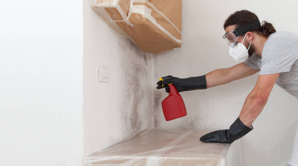 Professional Basement Mold Remediation technician working in Harrison, NY
